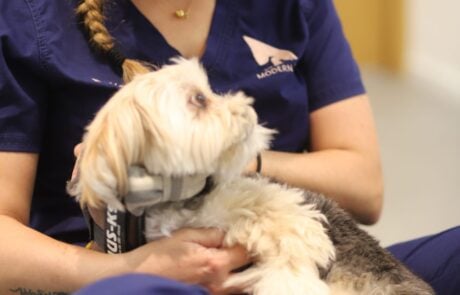 veterinar with dog