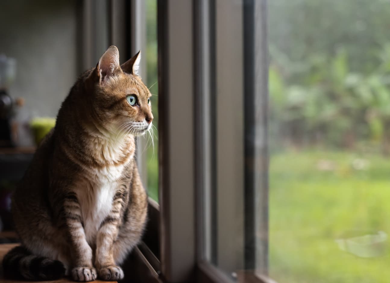 Cat looks in window