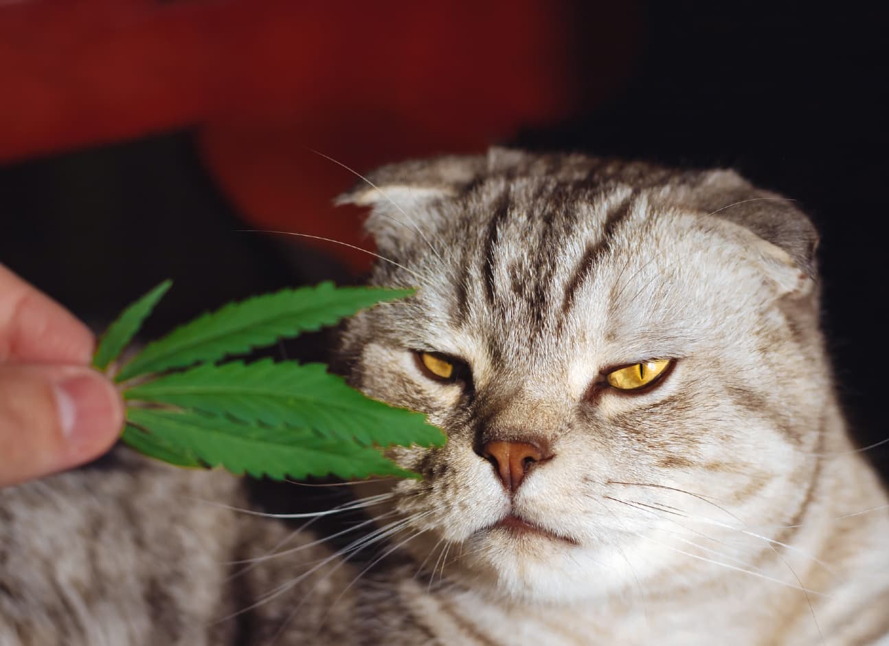Marijuana cats