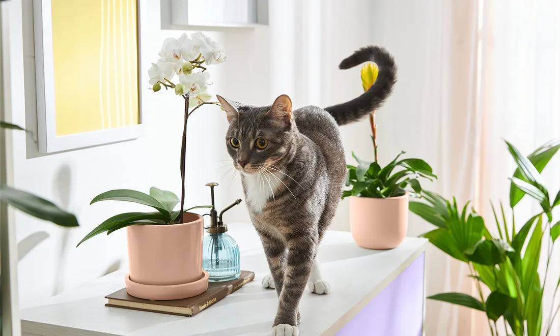 Non-toxic plants for cats