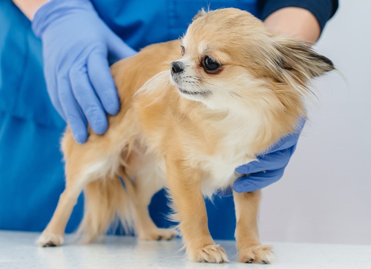 PANCREATITIS IN DOGS — Modern Vet 24 Hour Hospital in the UAE
