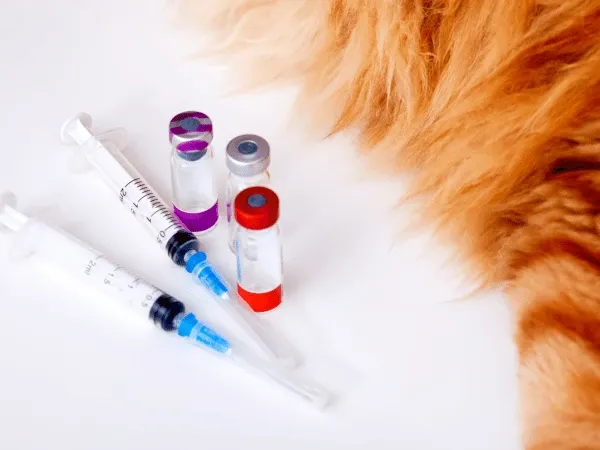 Types of vaccines for cats