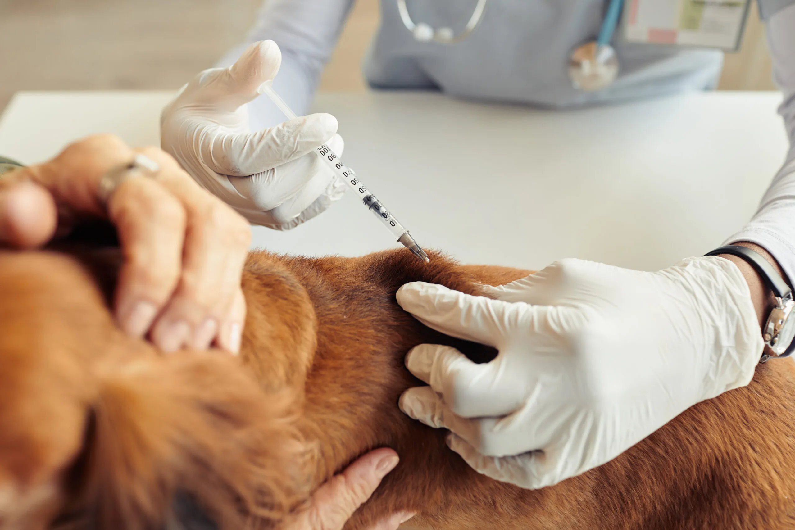 Types of vaccines for dogs