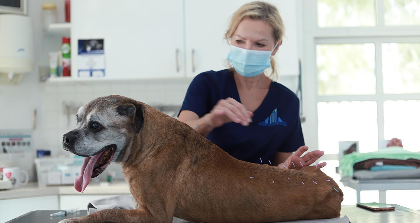 Dog on medical procedures