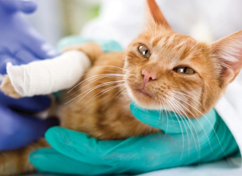 Ascites in Cats: Causes, Symptoms, and Treatment— Modern Vet