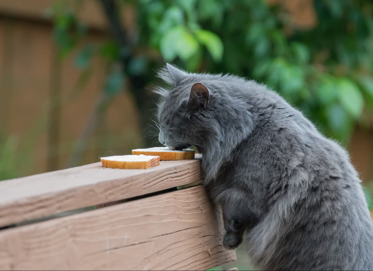 Cat licking butter