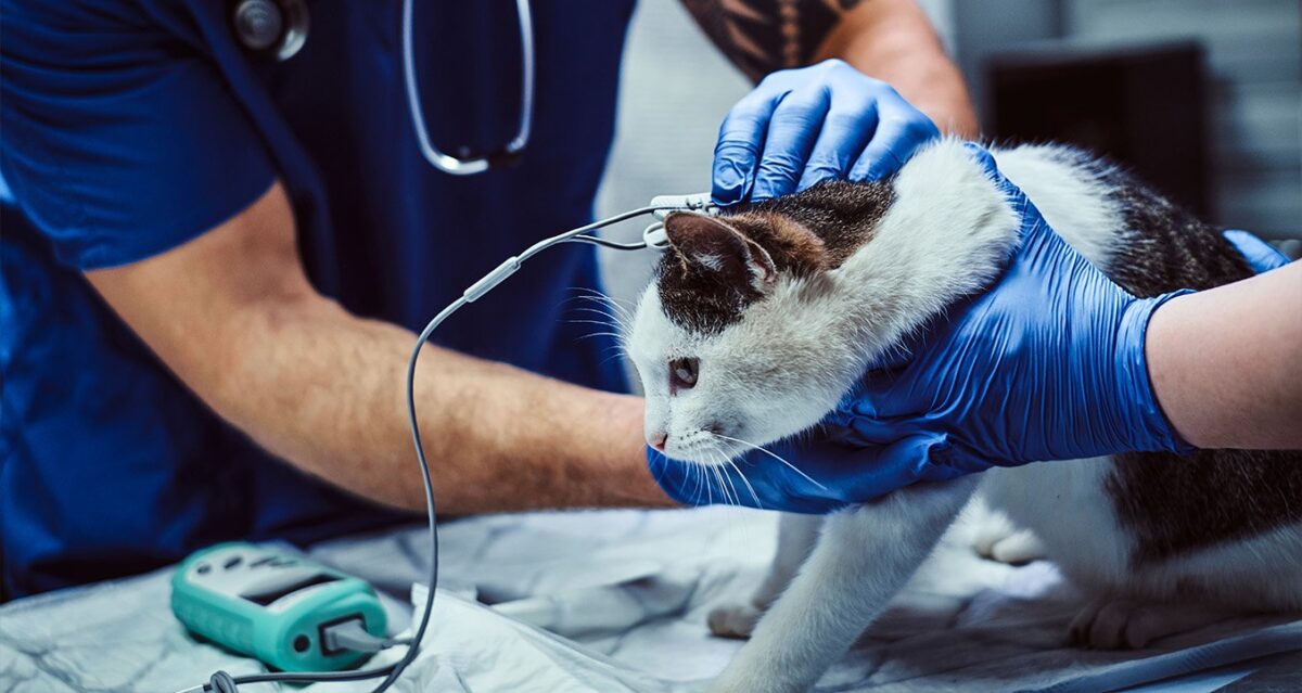 Cardiology Veterinary in Dubai Vet Cardiologist for Cat & Dogs