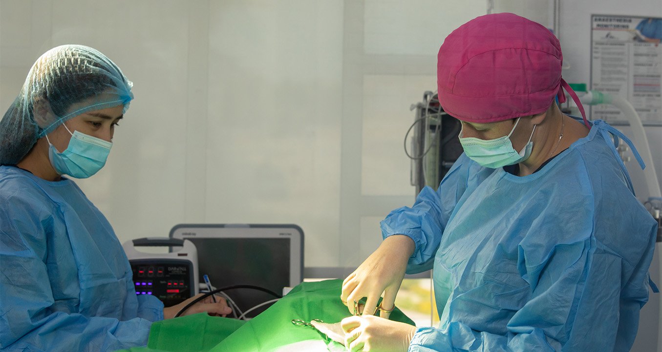 Veterinary surgical operation