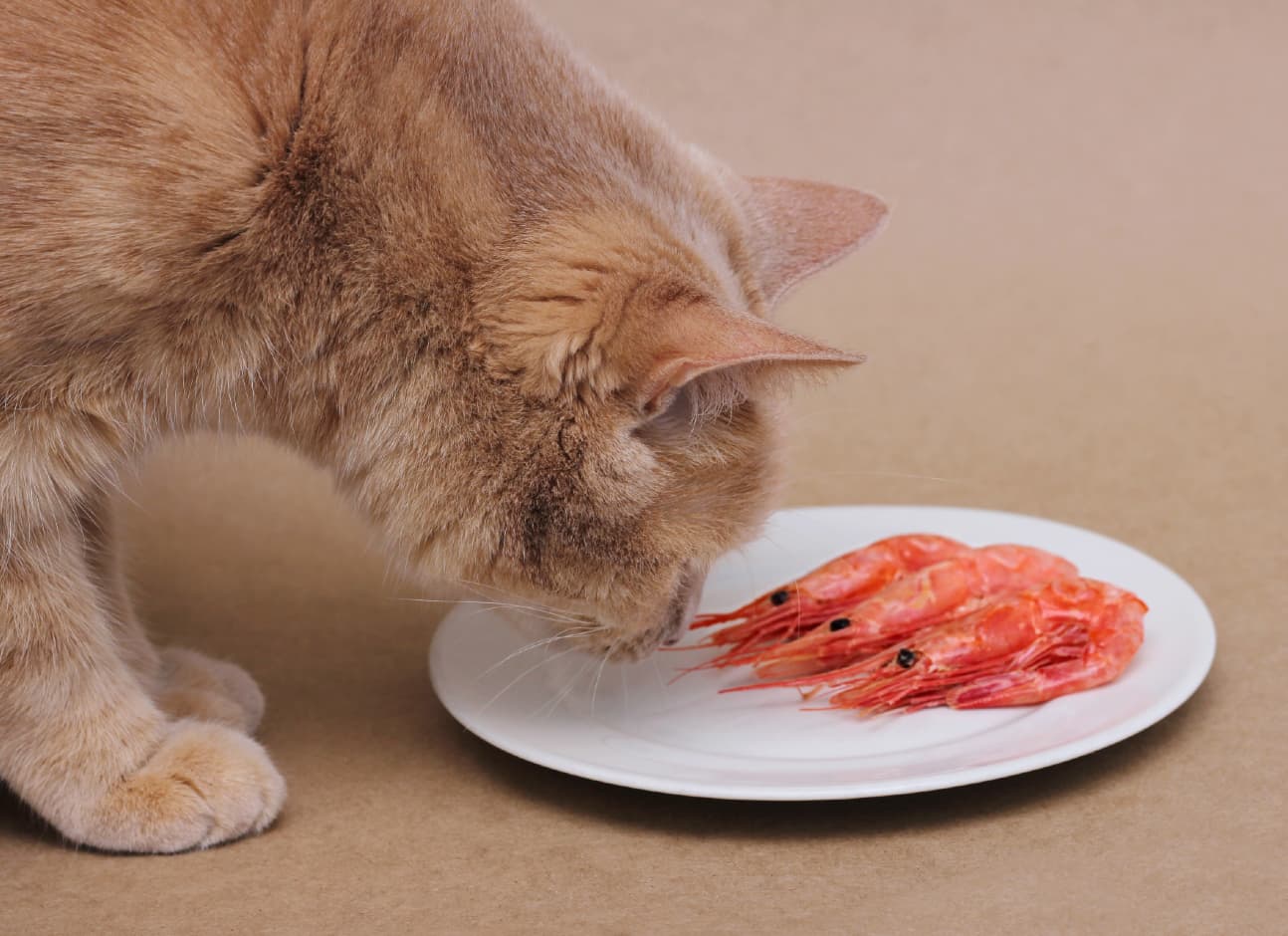 Cat and shrimp