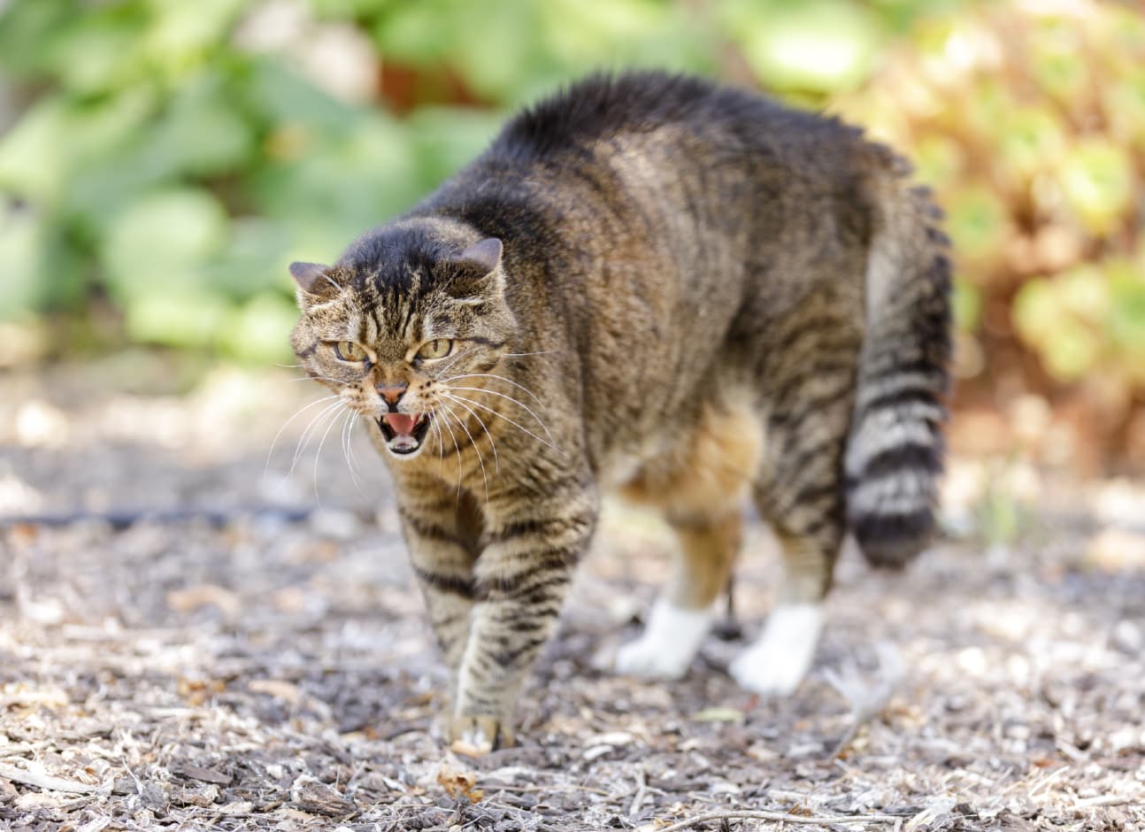 What a scaredy cat! The feline with a PERMANENTLY startled