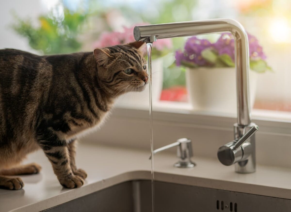 Why doesn't my cat drink water?— Modern Vet