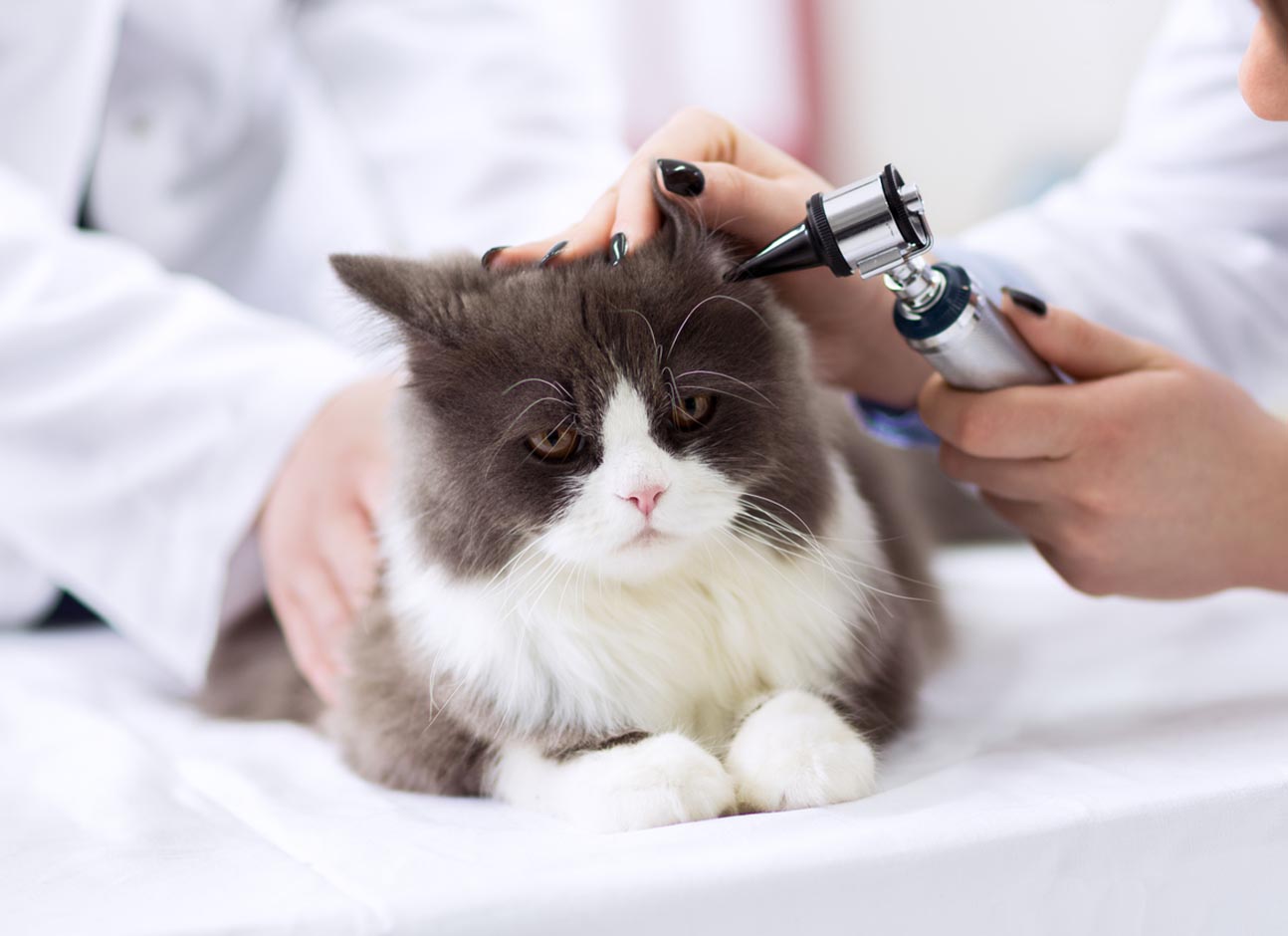 Ушной клещ у кошек: симптомы, лечение, профилактика
