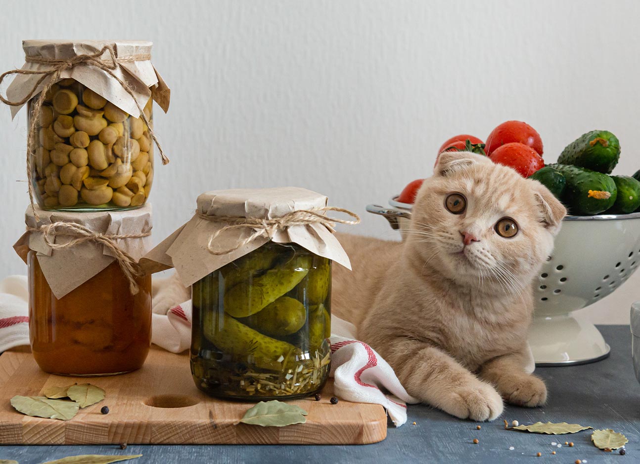 Cat with pickles