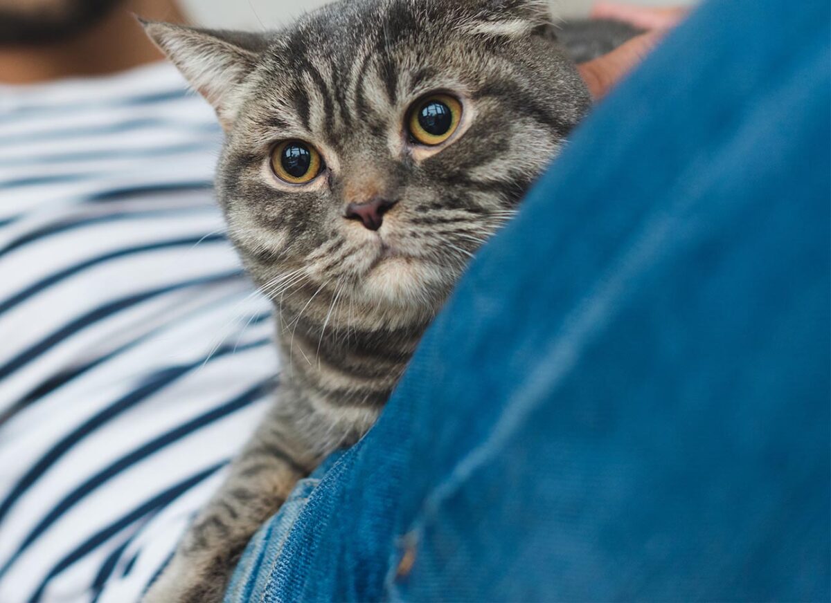 Why does my cat favor my husband? — Modern Vet