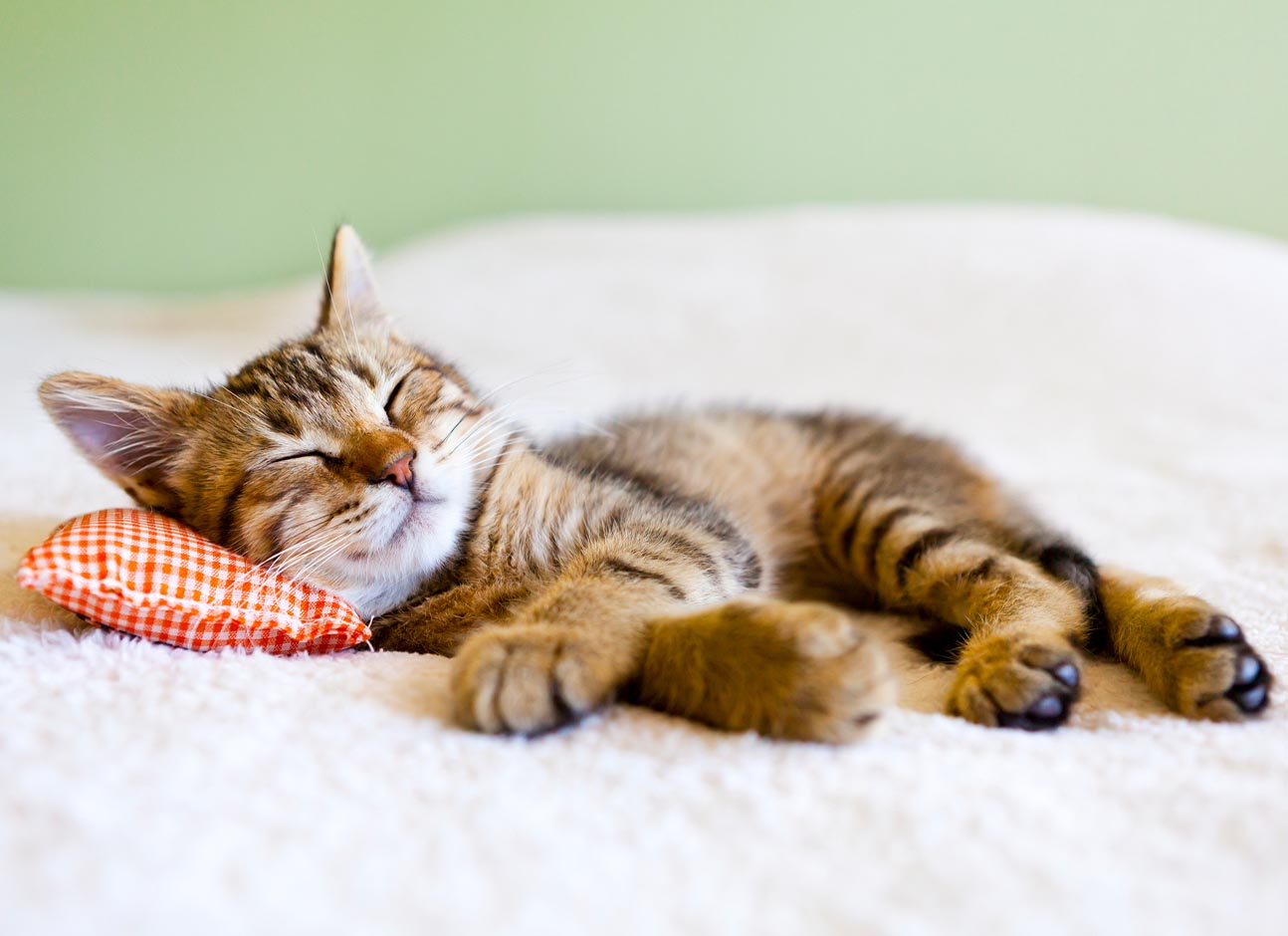 Почему кошки так много спят? — ModernVet