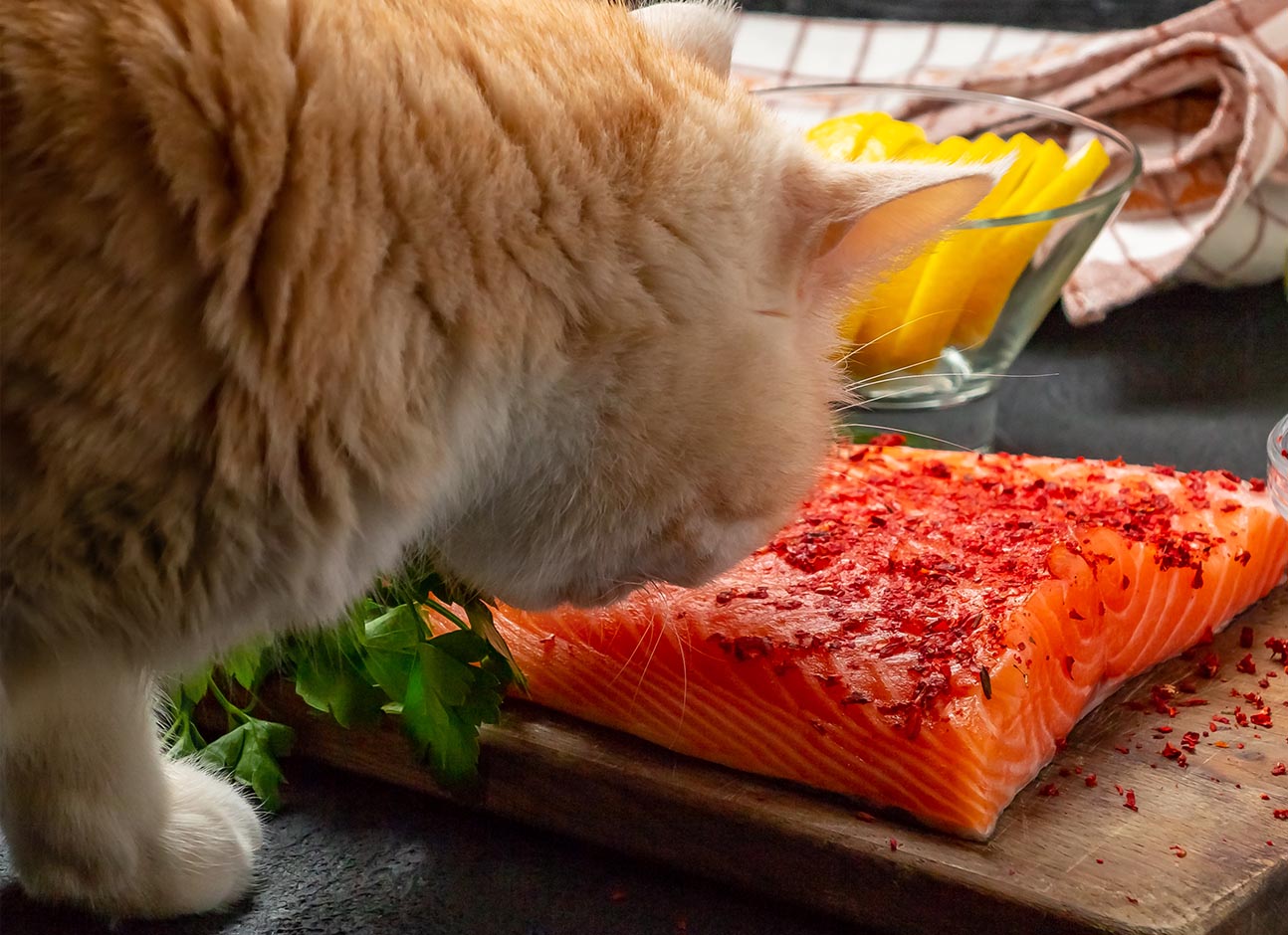 Cat and salmon