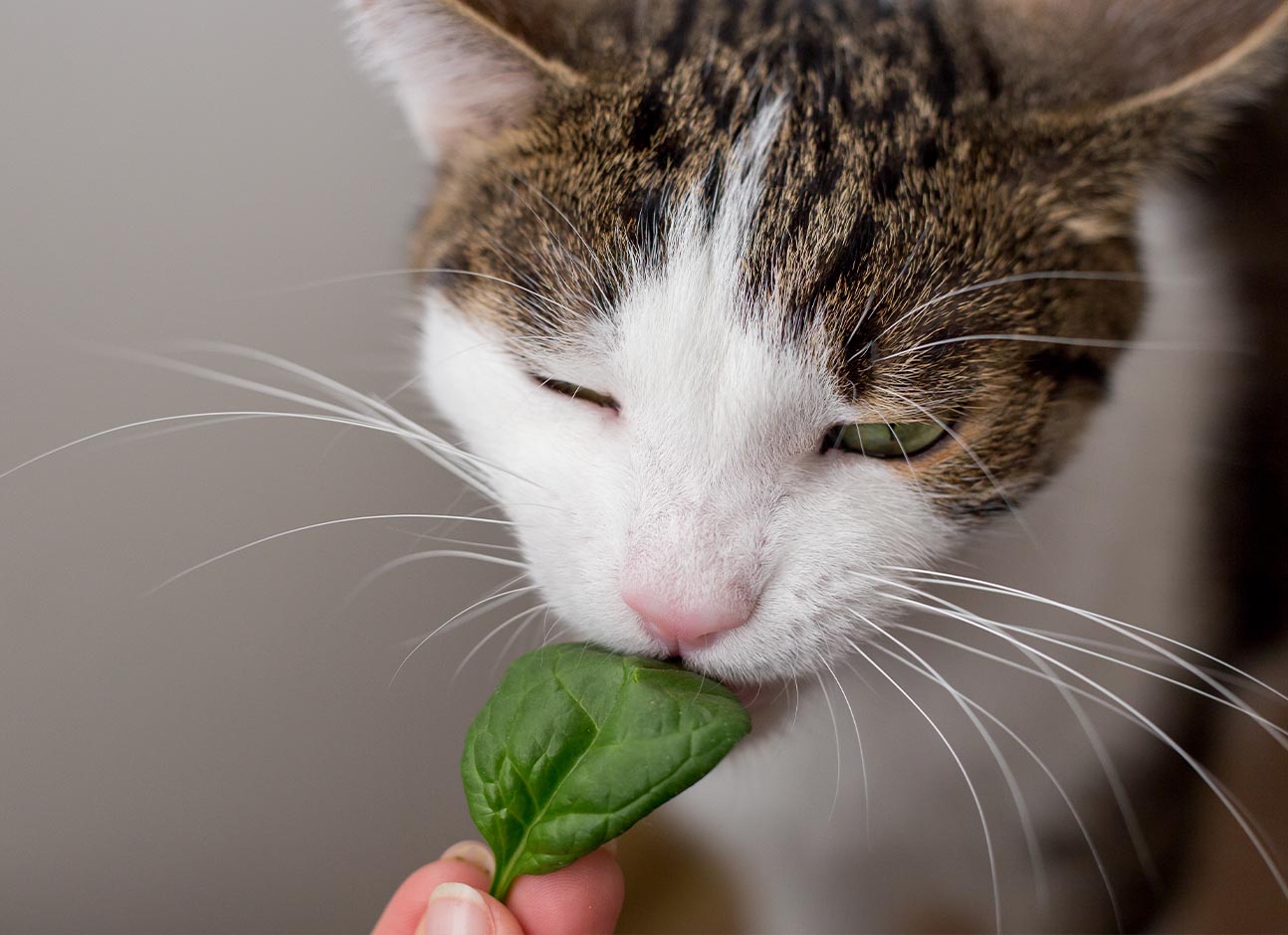 Cat bite spinach