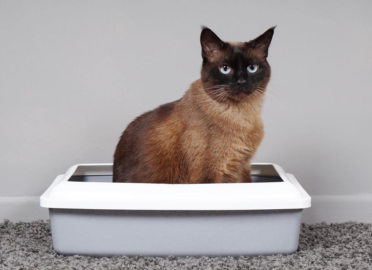 Cat in tray