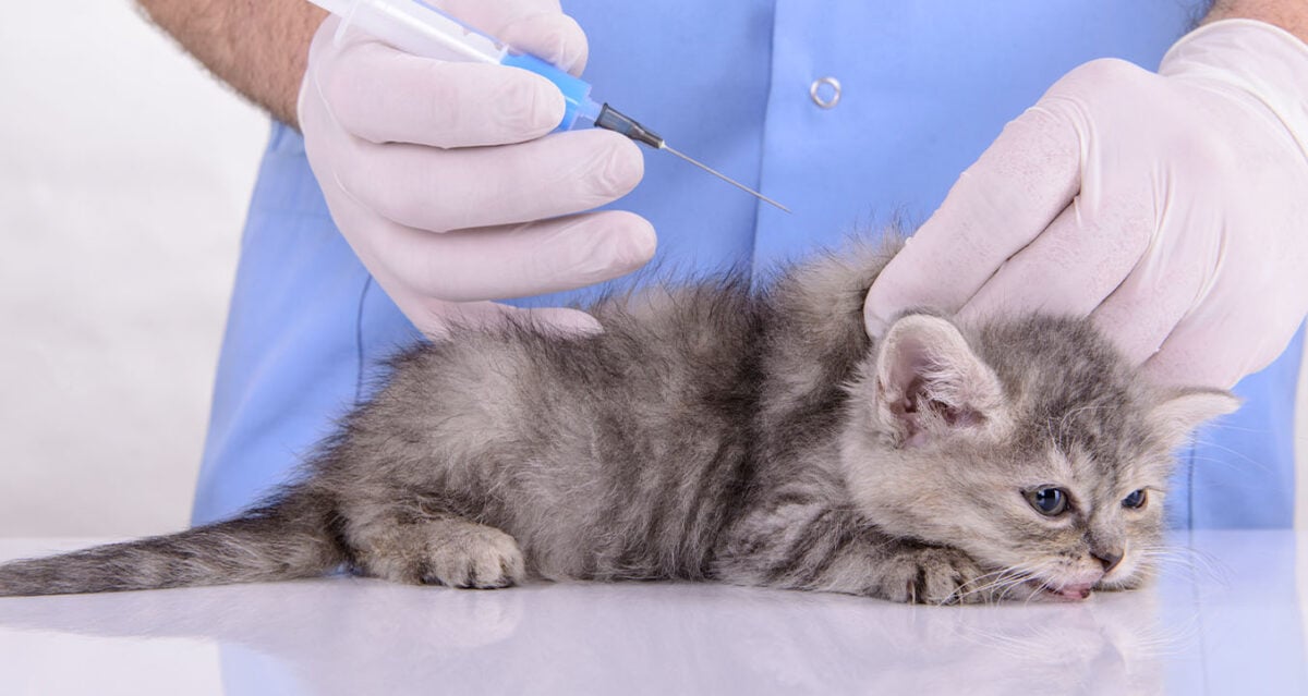 Cat Vaccination Dubai how much does it cost for cat vaccinations UAE