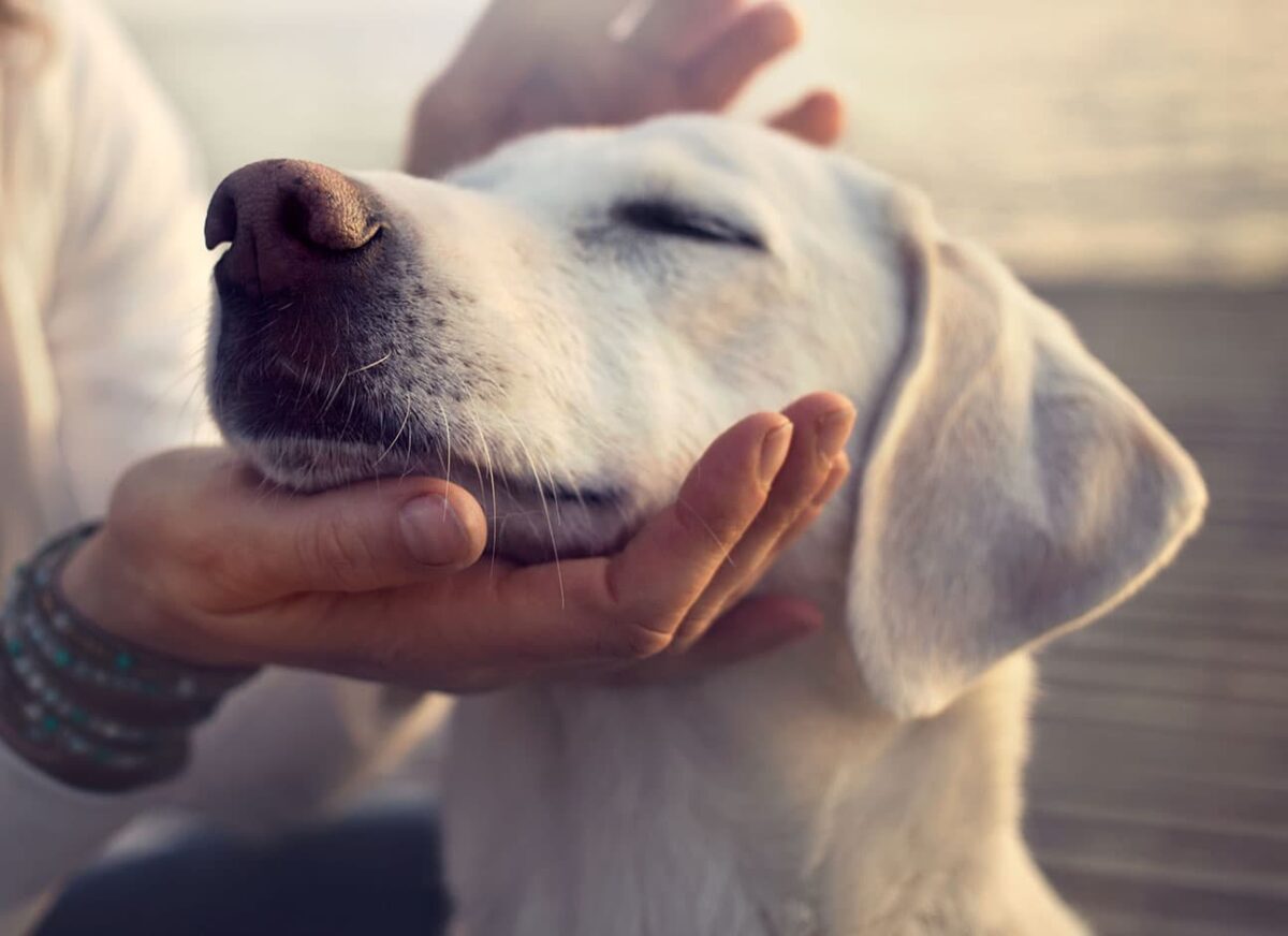 Can Dogs Get Cold Sores from Humans?— Modern Vet