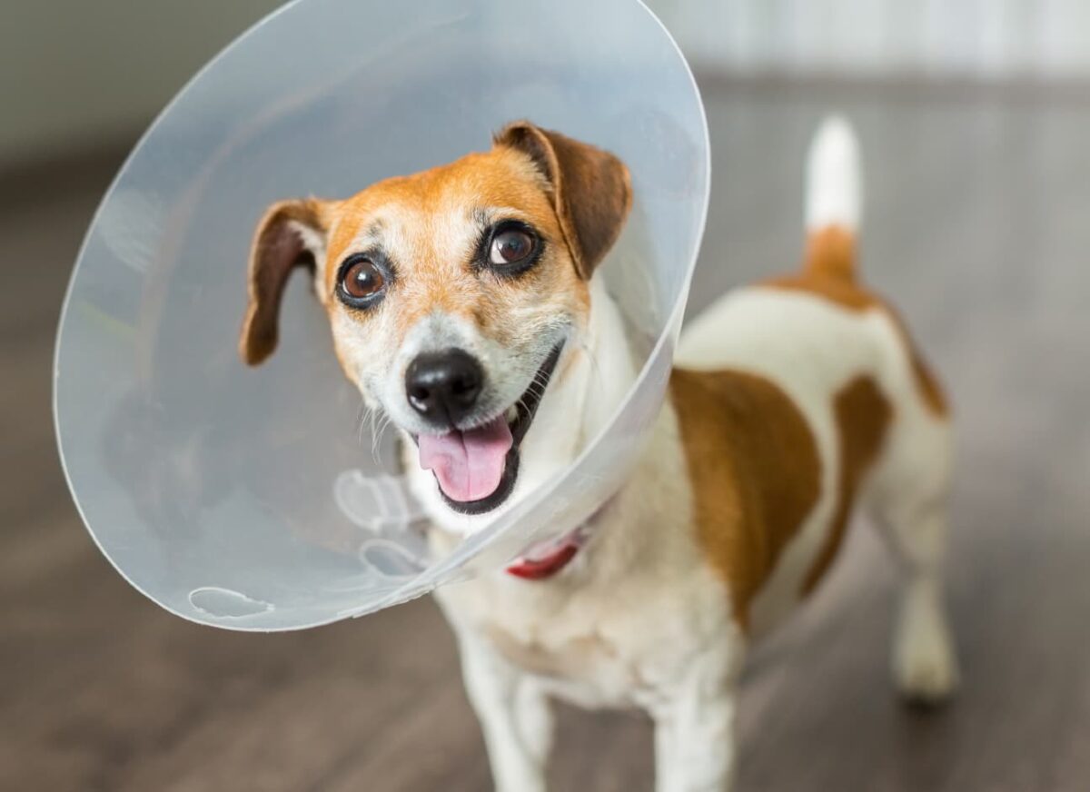 How long should a dog wear a cone after being neutered?