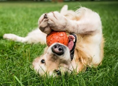 Can Dogs Get Fleas from Grass?— Modern Vet
