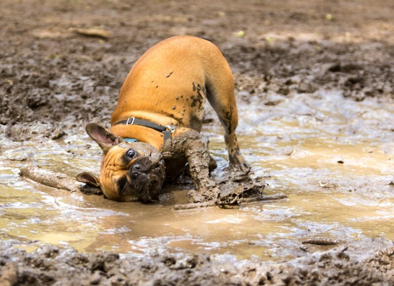 Can Dogs Have Mud In Their Yard photo