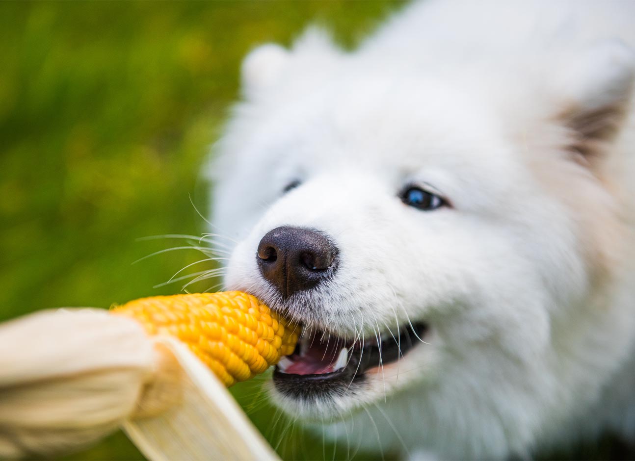 Dog eat corn