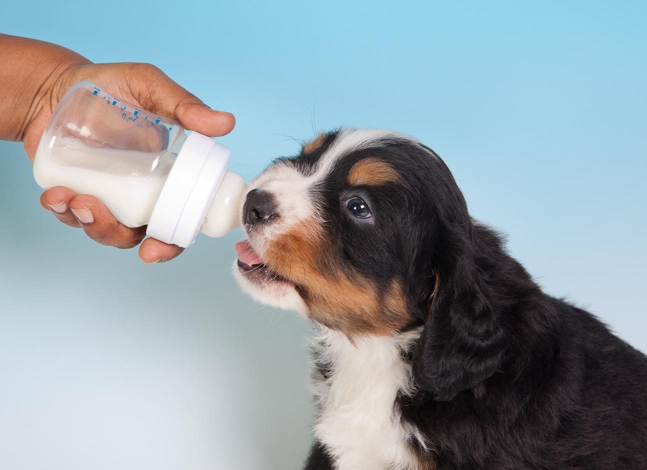 Feeding dog with milk