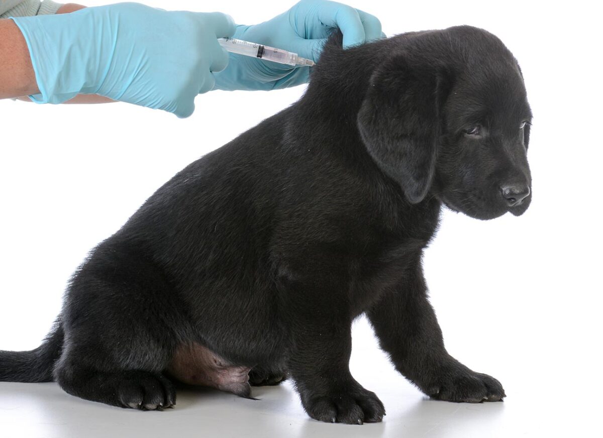 How long should a dog with parvo be isolated? — Modern Vet