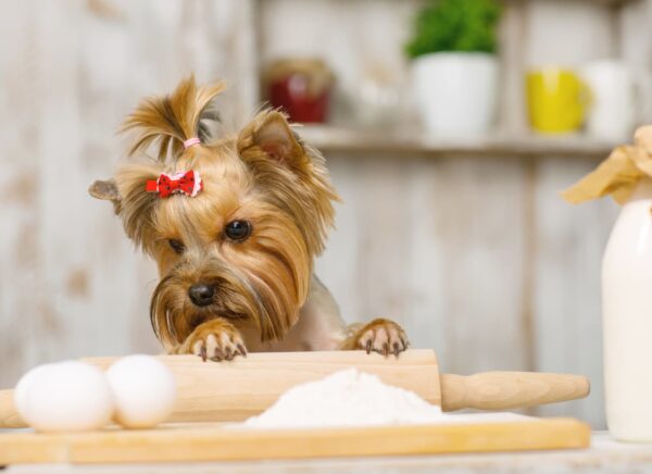 Can Dogs Have Cornstarch Modern Vet can-dogs-have-cornstarch-modern-vet