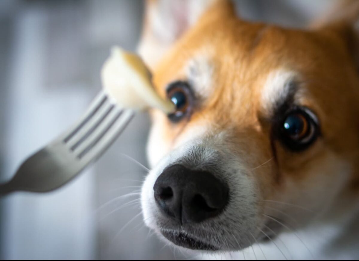 Can dogs eat ravioli?— Modern Vet