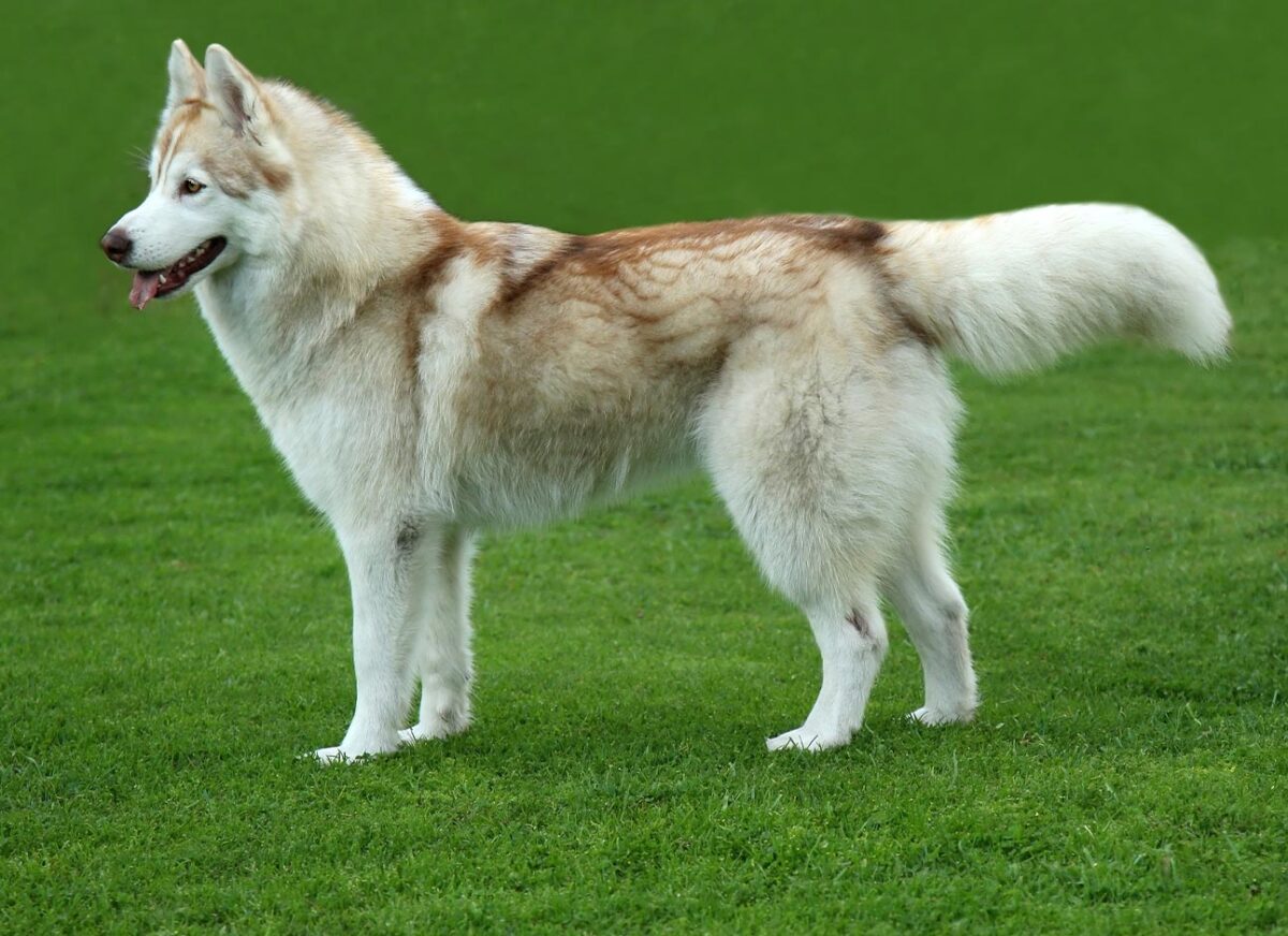 Do dog's tails grow longer? — Modern Vet