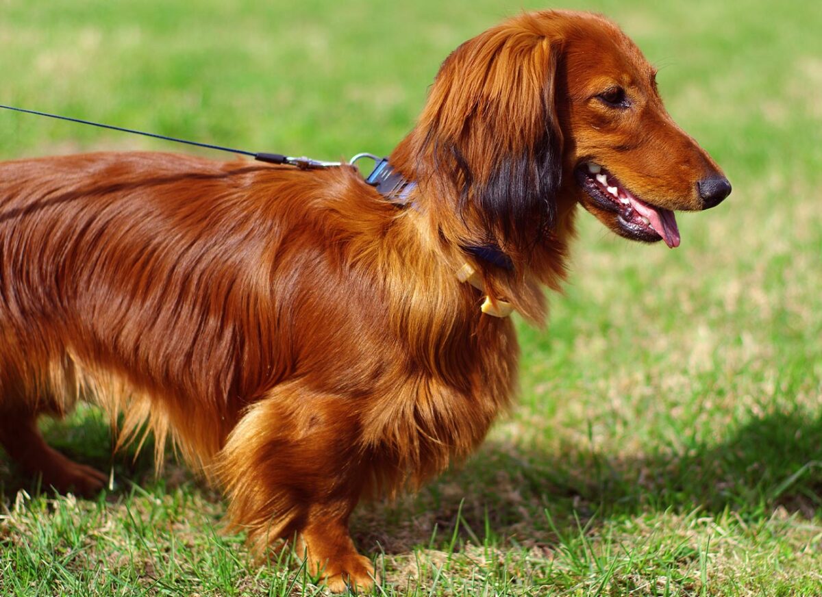 How Long Should You Wait To Walk A Dog After Eating at Ruben Armstrong blog