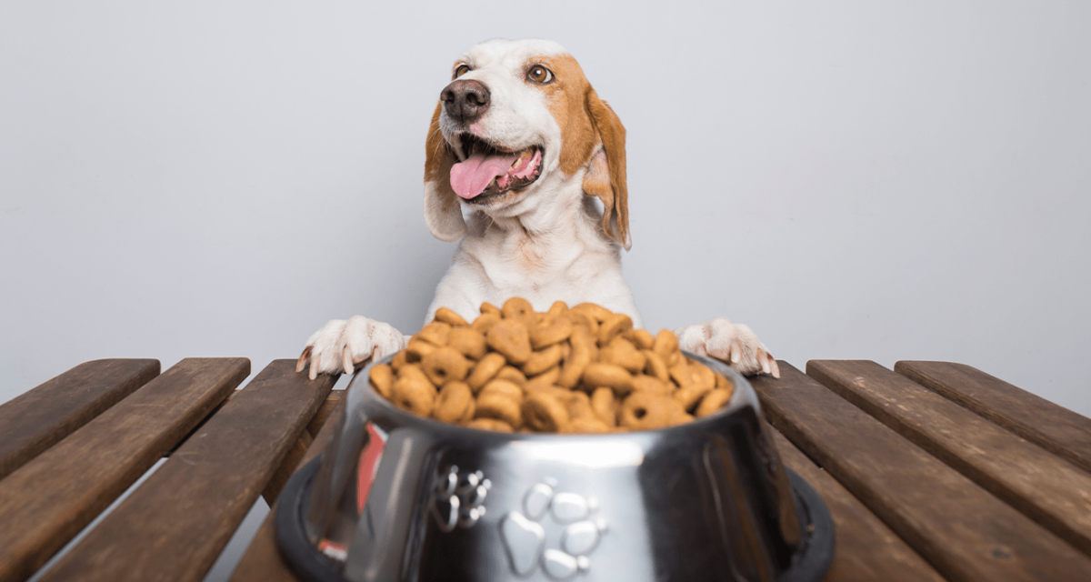 Pet Food Delivery Service in Dubai. Online Delivery of Pet Food 24/7 ...