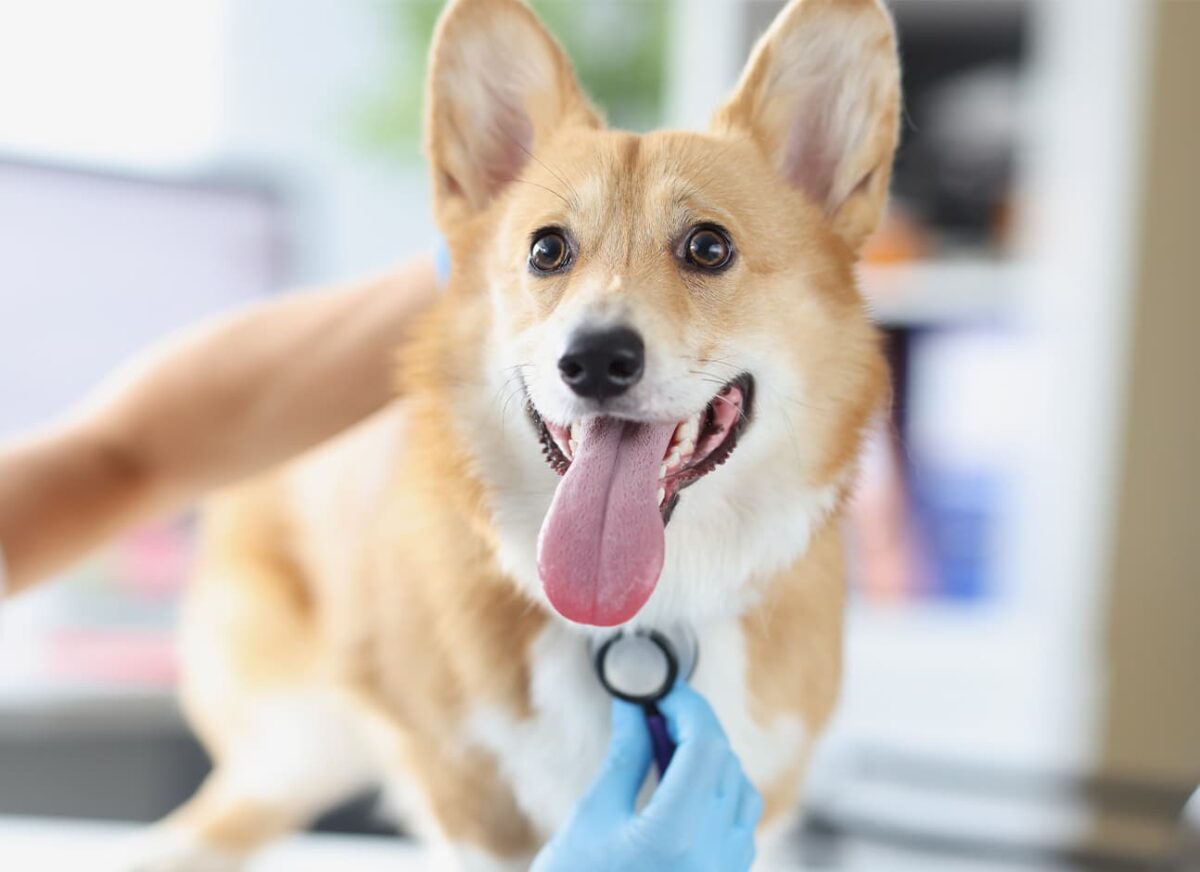 HEART MURMUR IN DOGS— Modern Vet 24 Hour Hospital in the UAE