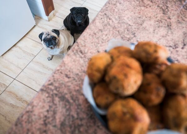 can-dogs-eat-meatballs-modern-vet