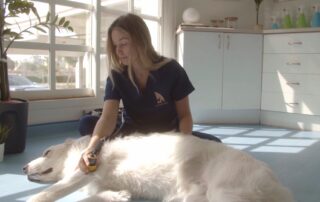 Dog diagnostic