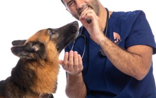 Veterinarian and dog
