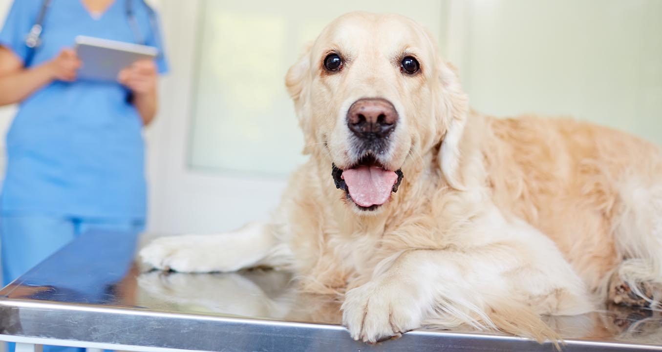 Dog on vet exam