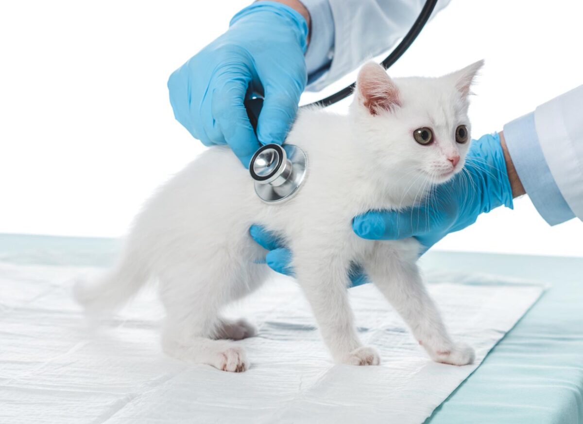 Toxoplasmosis in Cats Symptoms, Causes, Diagnosis