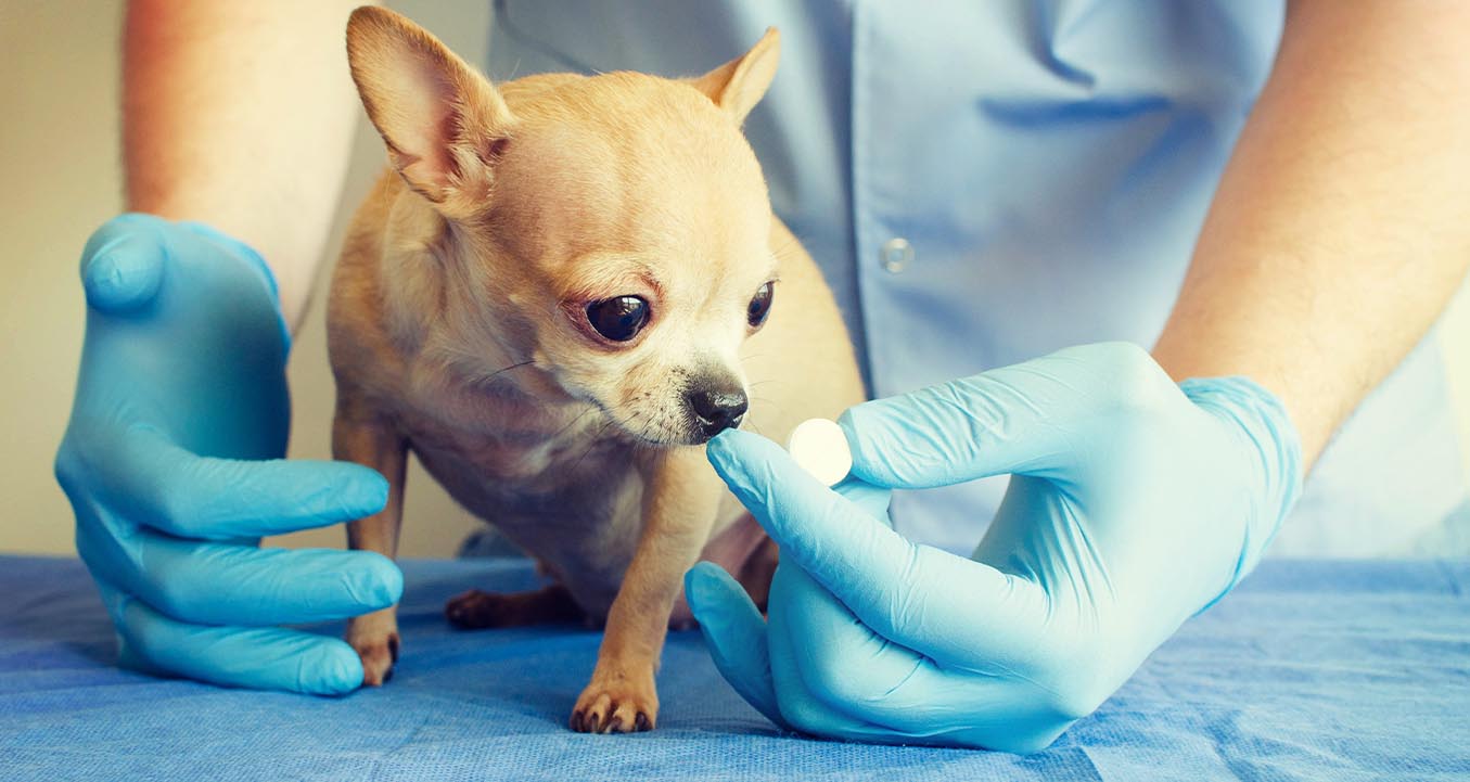 Vet and dog