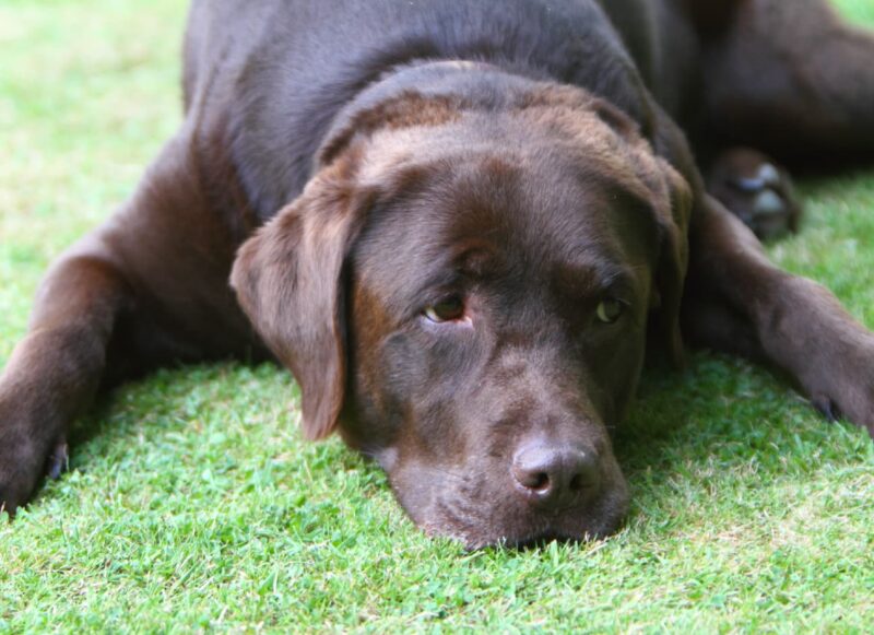 Can dogs get heat rash?— Modern Vet