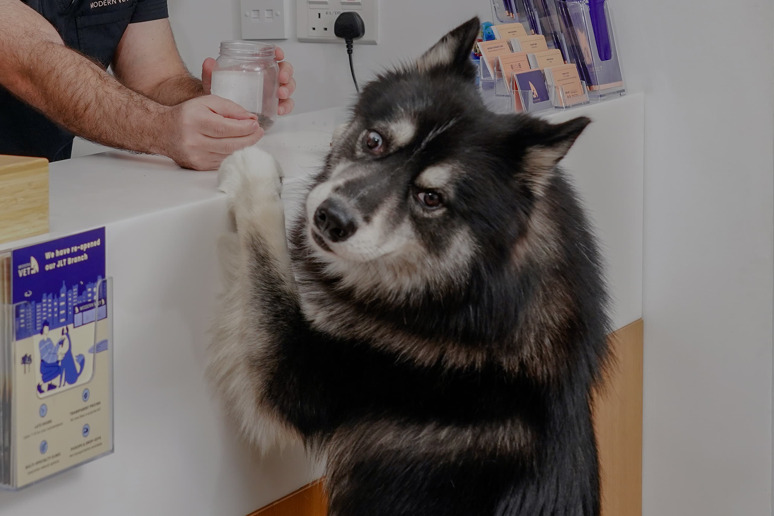 Dog on clinic reception