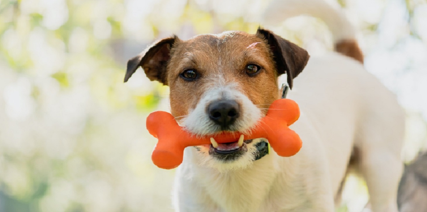 Can I feed bones to my dog?