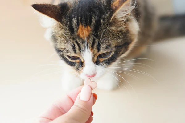 Cat vitamins and supplements