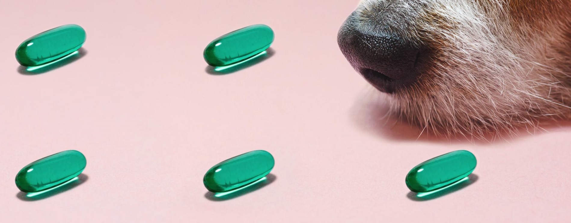 Dog vitamins and supplements