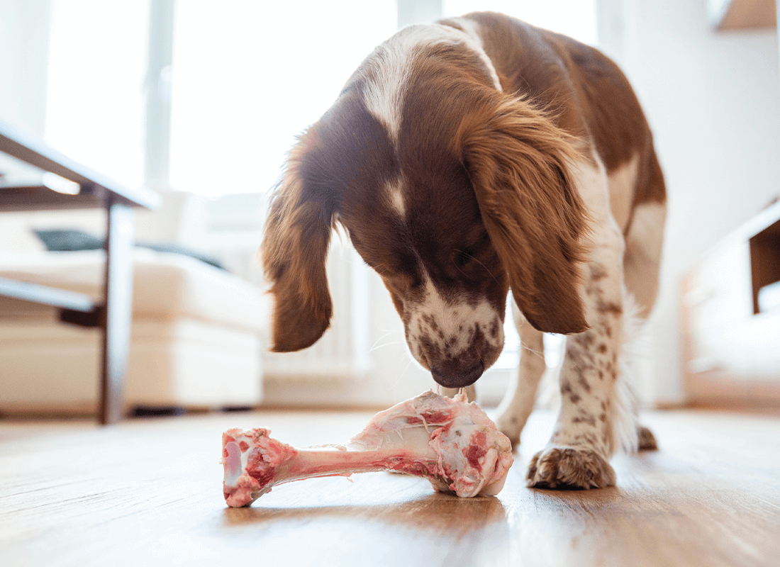 Dog with a bone