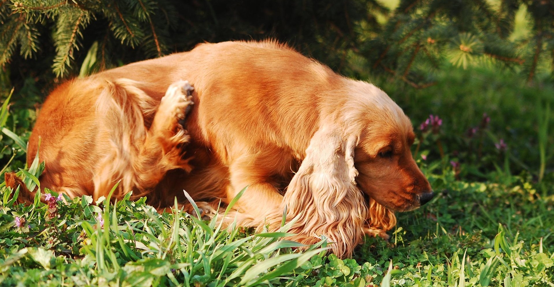 What can help relieve itching in a dog