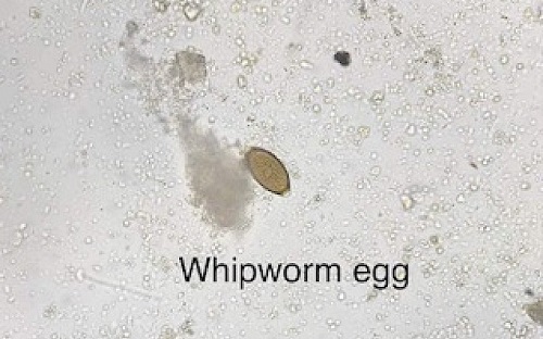 Whipworm egg